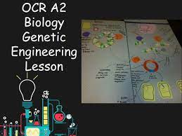New Ocr A2 Biology Genetic Engineering Lesson Teaching Resources Biology Genetic Engineering Engineering Activities
