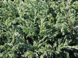 Soft, bright, silvery blue foliage twists around the branchlets and forms a dense, upright. Blaue Zwergzypresse Baby Blue Chamaecyparis Pisifera Baby Blue Baumschule Horstmann