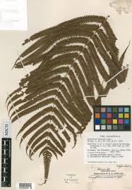 Image result for Christella chaseana