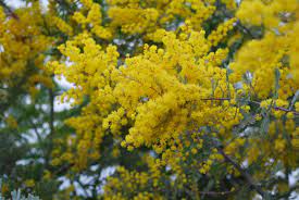 In early spring it is covered with small spheres of yellow puffy flowers that are sweetly scented. Acacia Baileyana Garden Shrub For Sale Uk Letsgoplanting Co Uk