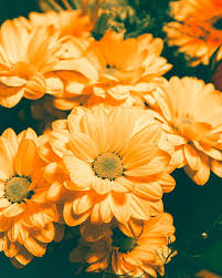 We did not find results for: Royalty Free Orange Flowers Photos Free Download Pxfuel