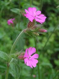 Image result for Silene abyssinica