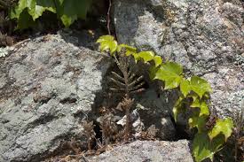 Image result for Bryophyllum tubiflorum