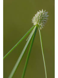 Image result for Kyllinga