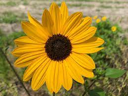 Beach Sunflower University Of Florida Institute Of Food And Agricultural Sciences