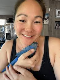 Lost ring neck parakeet in Hilo, Hawaii