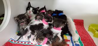 A clumping clay litter for older kittens. Humane Society Caring For Mother Cat With 11 Kittens Kpbs