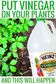 For plants that don't love acid, you can add some white vinegar to your soil to fight hard water and vinegar is a great fungicide that can help you protect your plants from these frustrating conditions. Put Vinegar On Your Plants And This Will Happen Garden Hacks Diy Gardening Tips Vinegar Cleaning