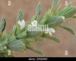 Image result for Leucas neuflizeana