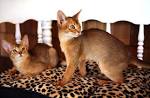 Ruddy | Abyssinian | kittens for sale | Atlanta | Georgia ...