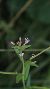 Image result for Cleome monophylla