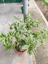 Image result for Euphorbia lividiflora