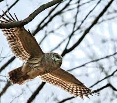 We did not find results for: Barred Owl In Flight Shots Are A Bit Noisy But Seeing Th Flickr