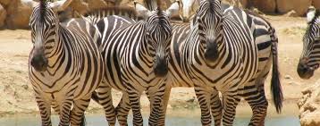Gravy's zebras are those commonly seen the dry arid areas. Zebras Fun Facts What Color Are They Are They Horses