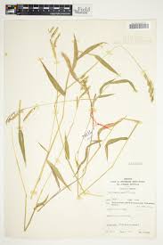 Image result for Urochloa eminii