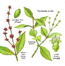 Image result for Psychotria vogeliana