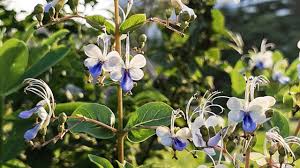 Image result for Rotheca myricoides