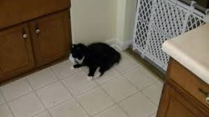 While strokes in cats are nowhere near as frequent as seen in humans, veterinarians are starting to realize that they do occur more often than we whatever type of stroke a cat has, the symptoms that develop are determined by how much brain tissue is affected, how severely it is affected, and where in. Symptoms Of Stroke In Cat Youtube