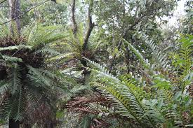 Image result for Vittaria volkensii
