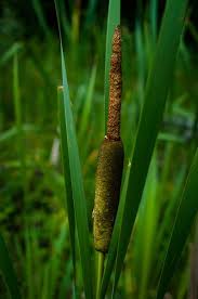 Image result for Typha
