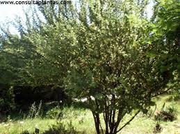 Image result for Acacia luederitzii