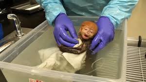 Baby monkey chaly super cry loudly during mom take bathing first time. Francois Langur Baby Monkey Quy Bau Is 1st Birth Of Its Species At Philadelphia Zoo Abc7 Los Angeles