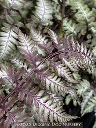 Image result for Athyrium