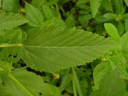 Image result for Melochia