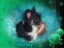 Freddie absolutely beautiful, black and white tri colour, miniature baby boy. Teacup Chihuahua Puppies Pets And Animals For Sale Nevada