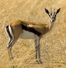 Gazelle Desencyclopedie Quel animal de la savane est surnommé le roi des animaux en raison de son importante crinière ? gazelle desencyclopedie