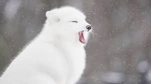 Submit pictures, questions, or anything related to foxes. Arctic Foxes In The Snow Youtube