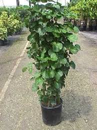 Have a look at the most beautiful pictures of aralia houseplants that you can grow easily indoors to add a green and variegated appeal!. Aralia Plants For Interiors