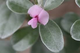 Image result for Podalyria