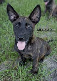 Dutch Shepherd Puppy Moss K9 Cute Baby Animals Puppy Dutch Shepherd Dog Dutch Shepherd Puppy Malinois Puppies For Sale