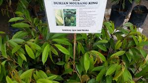 Maybe you would like to learn more about one of these? Musang King Plant Aboutmelaka