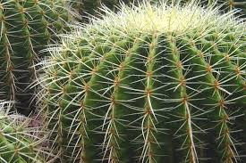 Este kit de herramientas es realmente bueno para las macetas de suculentas, plantas de bonsái, cactus, plantas de interior perennes o florecientes, para hacer terrarios, etc. Cactus Y Los Espiritus Conoce La Relacion Entre Los Dos Wemystic