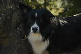 We breed and sell lovely australian shepherds puppies in oregon. Adorable Hand Cuddled Mini Aussie Puppies Fawn C