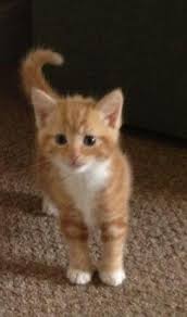 Black And White Tabby Kittens For Sale Norwegian Forest Bsh Cross Ginger Kitten For Sale Winscombe Somerset Pets4homes Tabby Kitten Orange Tabby Kittens For Sale Tabby Kitten