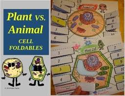 Plant cells are usually larger and have fixed or rectangular shape, while animal cells are smaller in size. Plant Animal Cell Foldables Animal Cell Animal Cell Foldable Cells Lesson