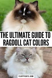 Ragdoll Cat Colors And Patterns Types Of Ragdoll Cats Fur In 2020 Ragdoll Cat Colors Cat Colors Ragdoll Cat