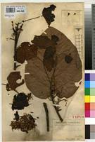 Image result for Cola lateritia