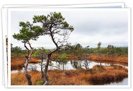 Angefangen mit einfachen waldwanderungen, bis zu sonderangeboten, zum beispiel, für vogelbeobachter, jäger und naturfreunde. Lettland Reisen Und Blog De