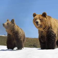 Seit sommer 2018 leben fünf bären im bärenland. Arosa Barenland