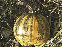 Sweet chestnut flavor, enormously productive. Thelma Sanders Sweet Potato Squash An Heirloom Treasure Cape Gazette