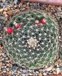 It is unknown which land he ruled. Mammillaria Heyderi Succulents Cactus Plants Farm Nursery