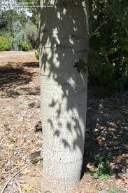 Image result for Brachychiton australis