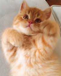 British Shorthair Cat Muffin British Shorthair Cats Cute Cats And Kittens Kittens And Puppies