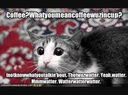 We have lots of cats, dogs, and other funny animal memes. Funny Animals With Captions Youtube