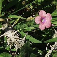 Like a lily among thorns. Like A Lily Among Thorns Is My Darling Among The Maidens Song Of Solomon 2 2 Lilies Of The Valley The Maiden Lily