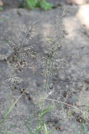 Image result for Eragrostis tenuifolia